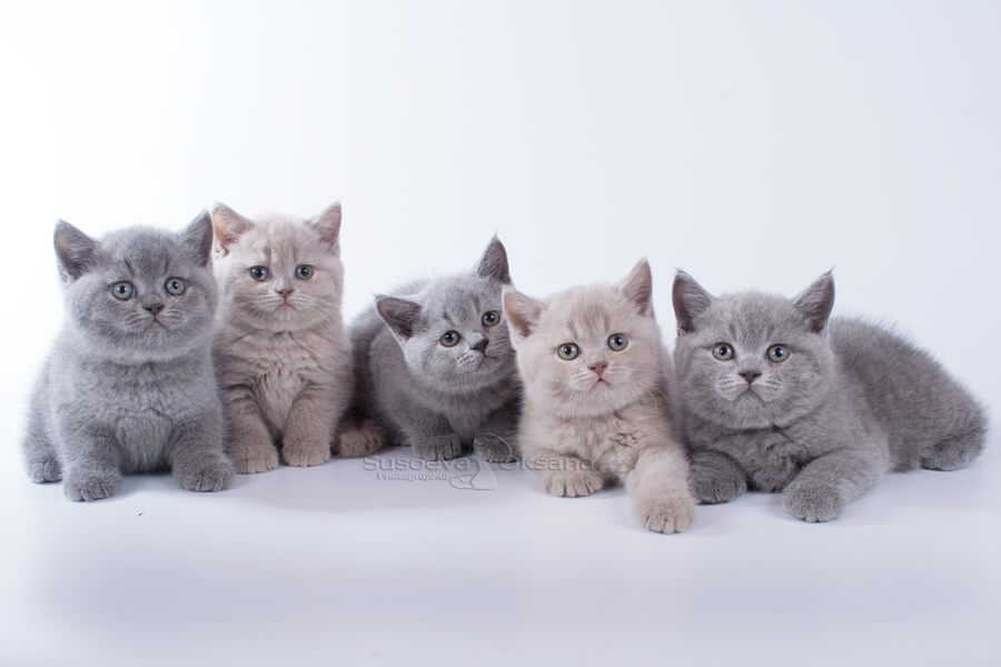 Лиловые британские котята, голубые британские котята, британские голубые котята ., купить  голубого британского котёнка