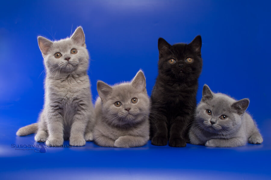 Разноцветные британские котята, фото