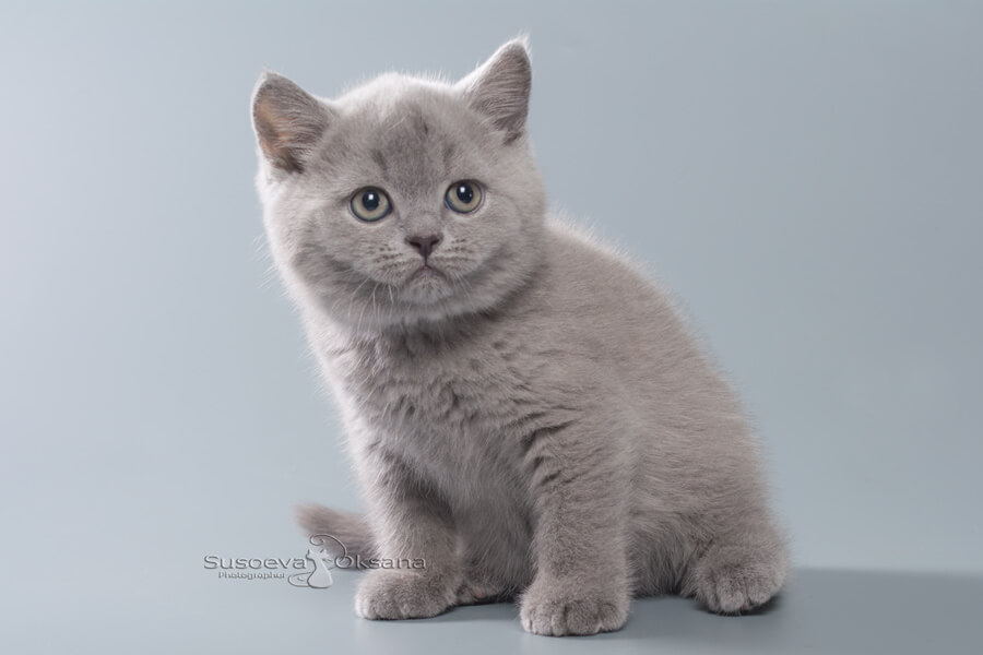 Британский голубой котёнок , фото