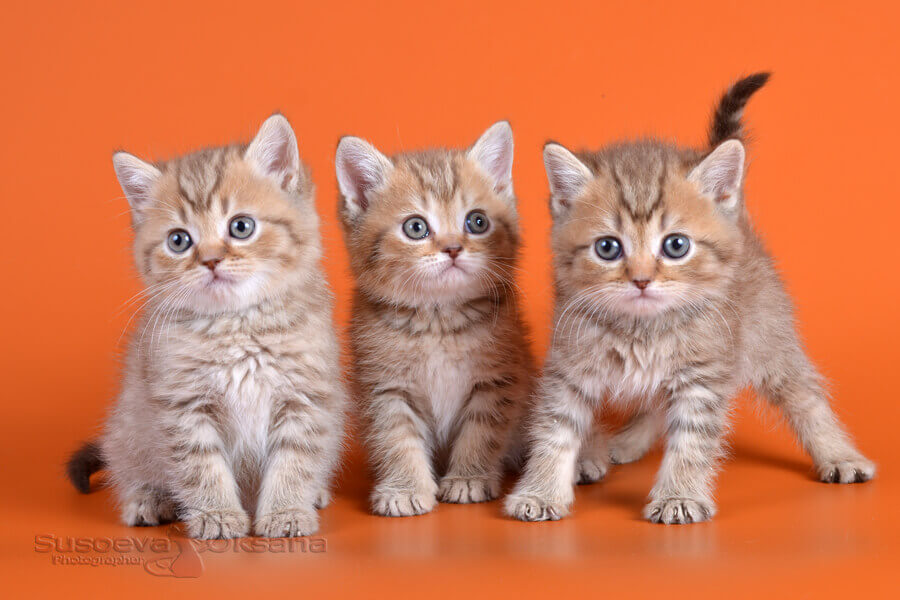 Британские котята шоколадного пятнистого окраса, фото, фото шоколадных пятнистых британских котят, британцы пятнистого окраса фто