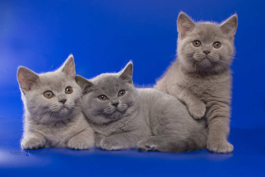 Британские лиловые и голубые котята, фото