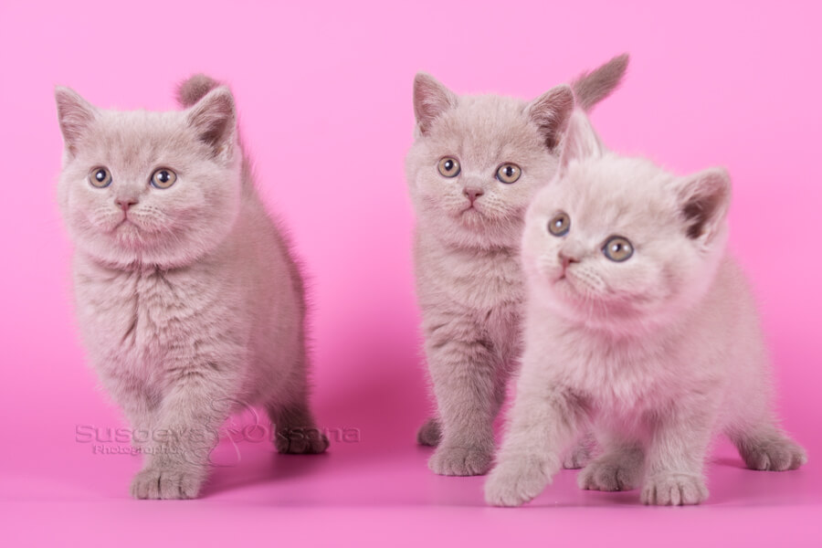 Британские котята лилового окраса фото, фото лиловых британцев. купить лилового британского котёнка