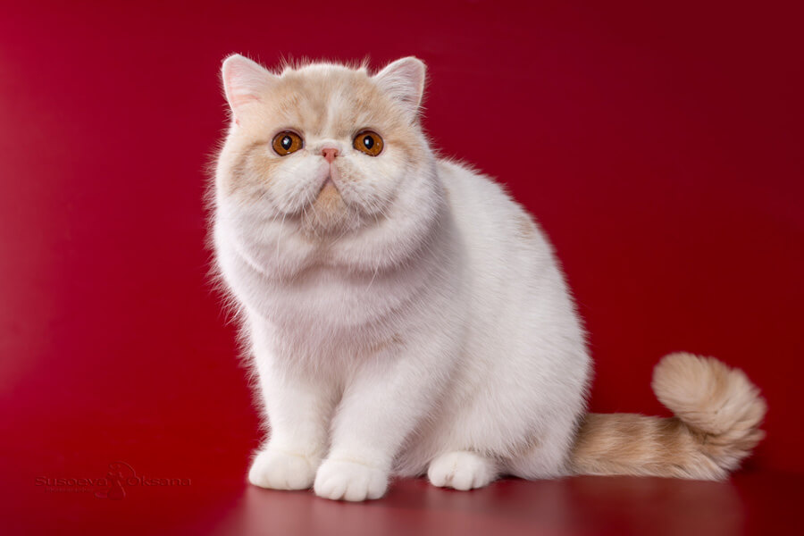 Самые надоедливые мифы о британских кошках