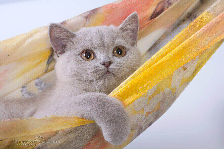 Лиловая британская кошка Ясмин фото