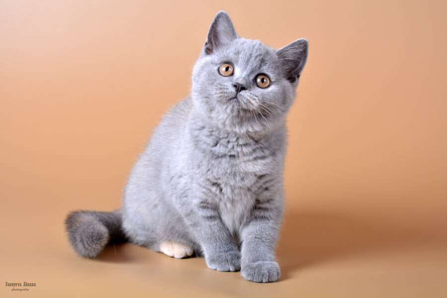 Фото голубо-кремовой британской кошки-котёка
