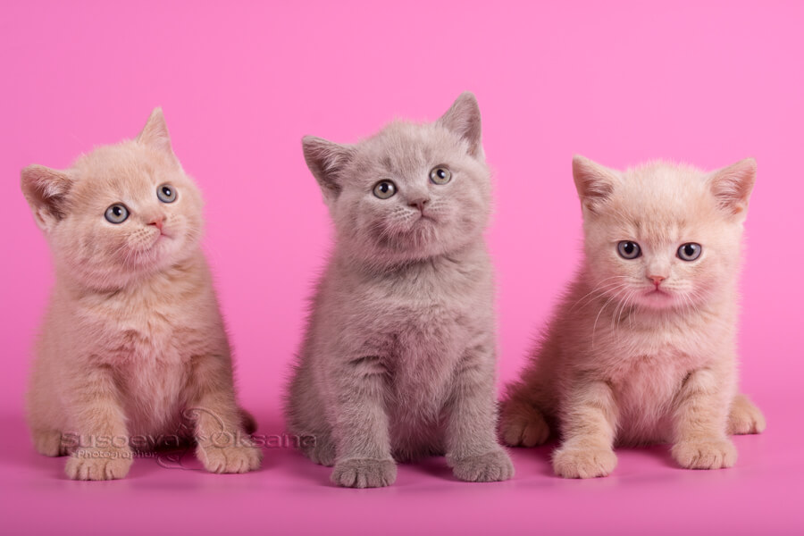 Фото британских котят лилового и кремового (персикового) окрасов, купить персикового британца