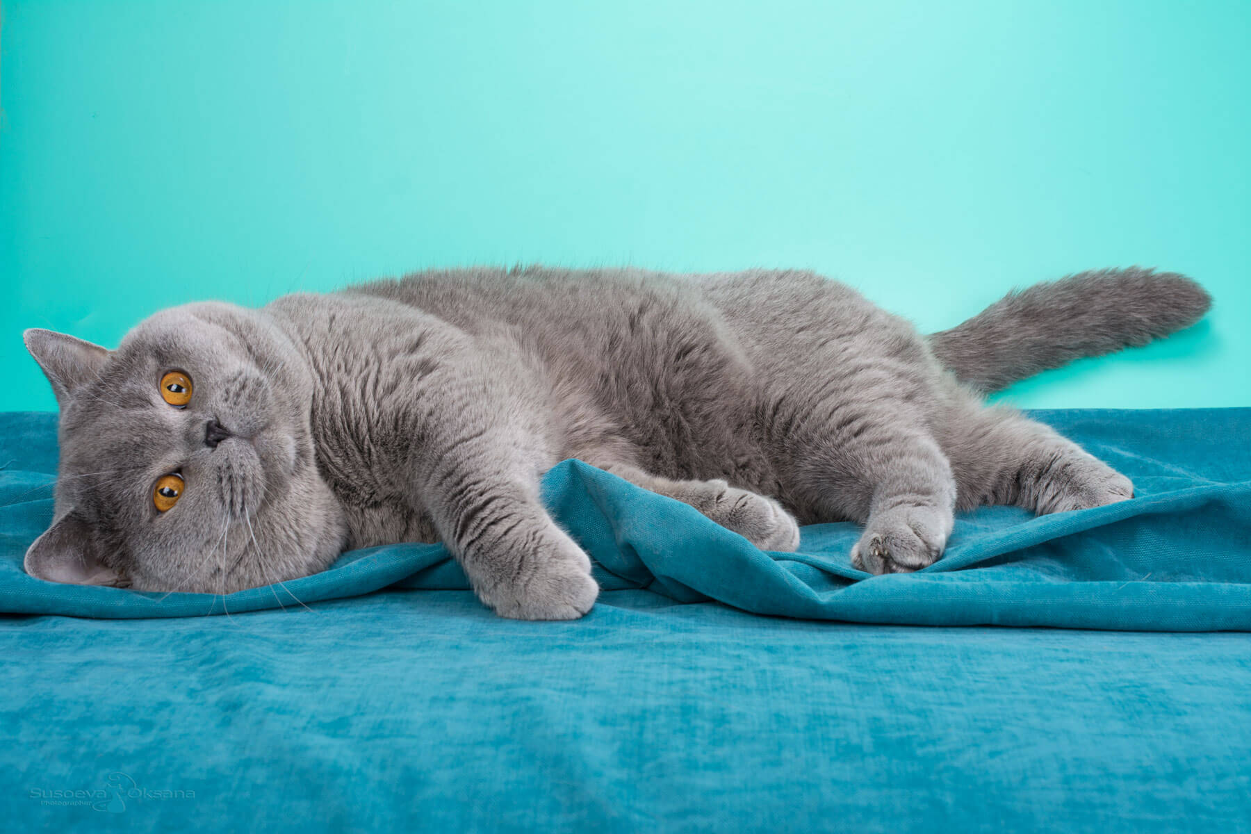 Фото британского голубого кота Цезаря