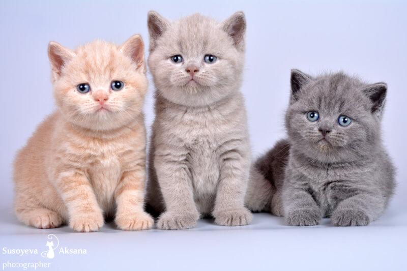 Фото британских котят лилового, кремового, голубого окрасов