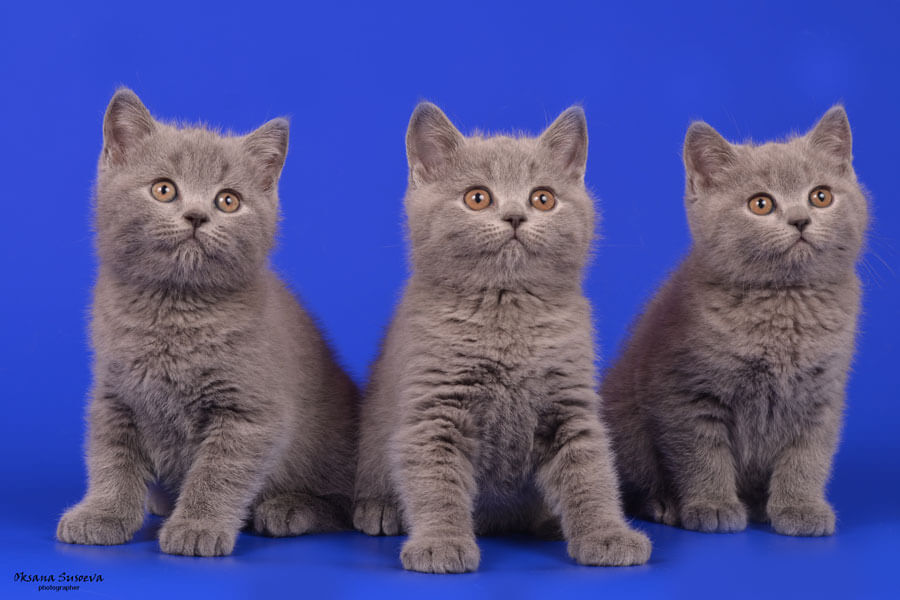 Фото британских котят голубого окраса, Голубые британские короткошерстные котята