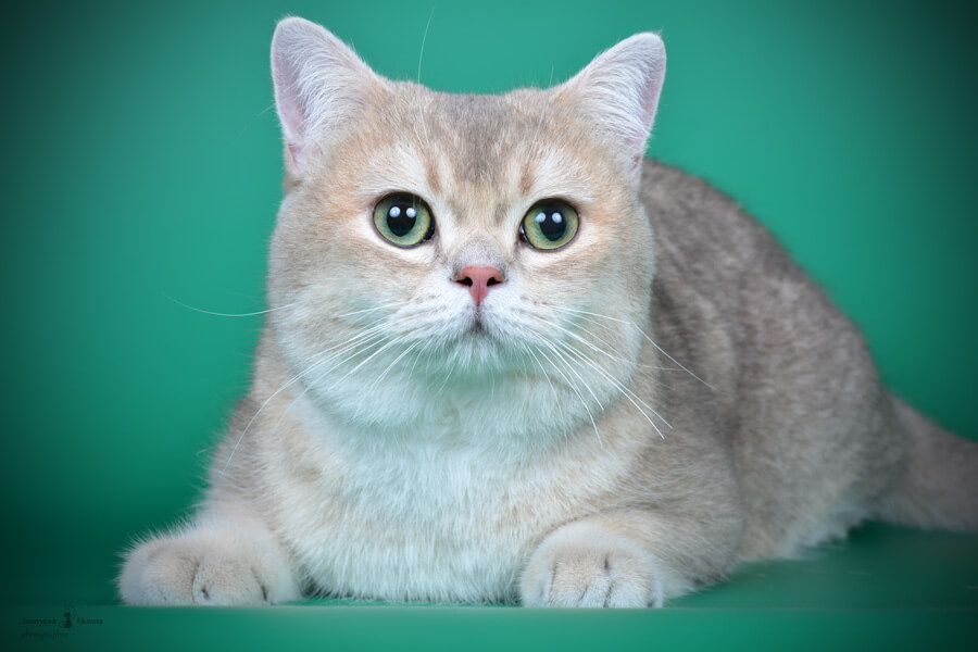 Британский короткошерстный кот окраса голубое золото, фото