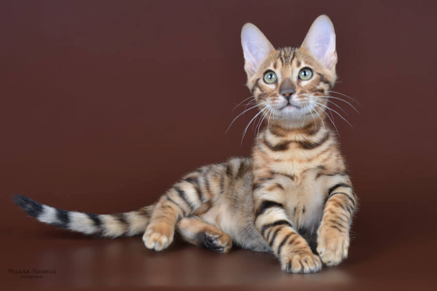 Котёнок  бенгальской породы, фото, фото бенгальского котёнка