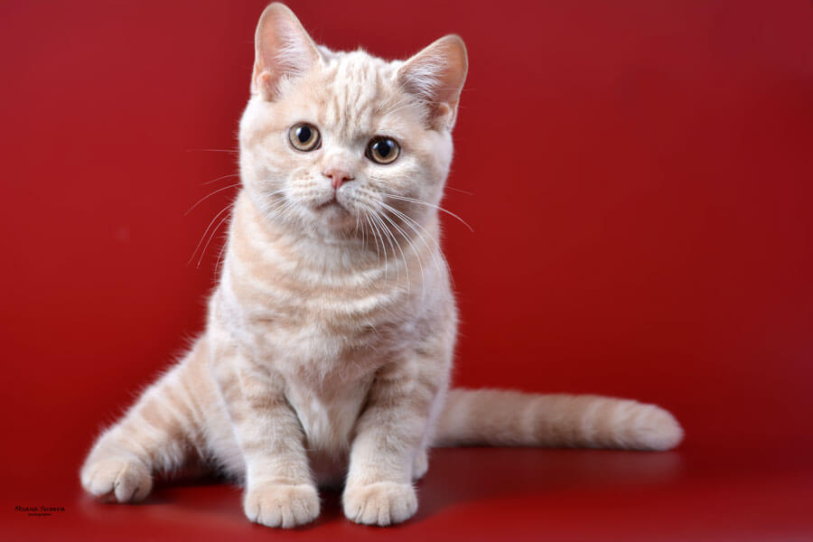 Кремовый котёнок подросток, фото