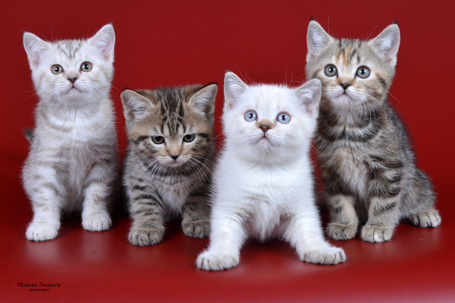Британские котята табби окраса, фото, фото котят окраса колор пойнт, шоколадные табби окрасы британцев фото