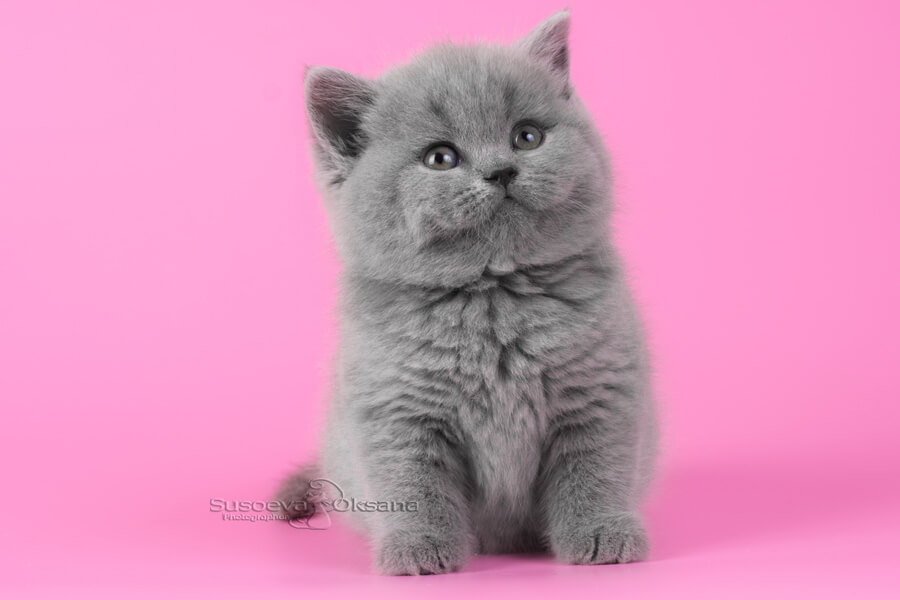 Британская голубая кошка, фото
