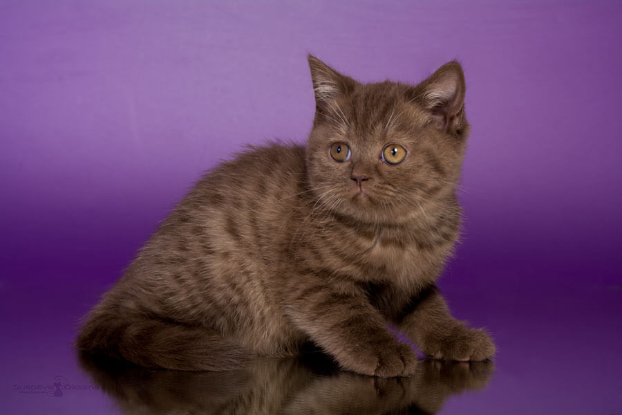 Фото лилового британца котёнка по имени Тиффани