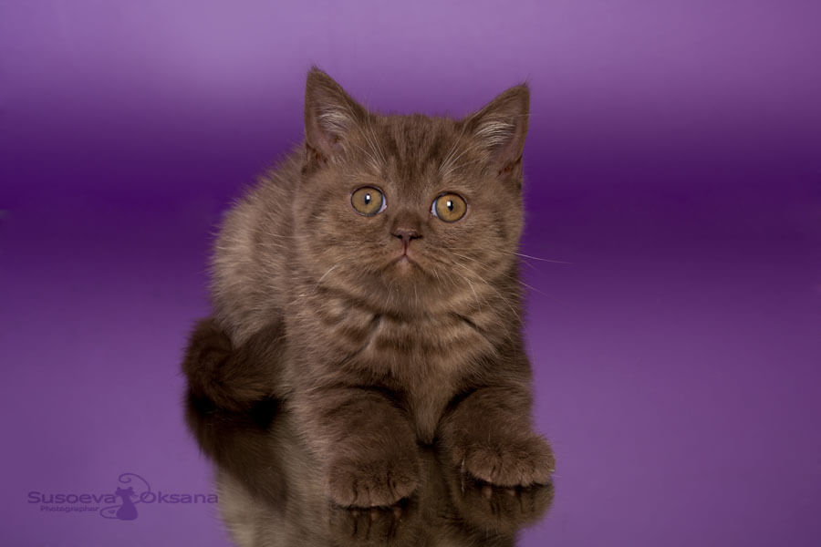 Фото британского шоколадного котёнка по имени Тиффани