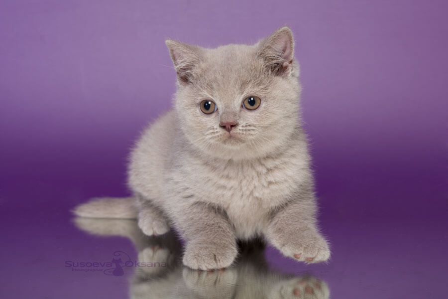 Фото британского лилового котёнка по имени Тамерлан