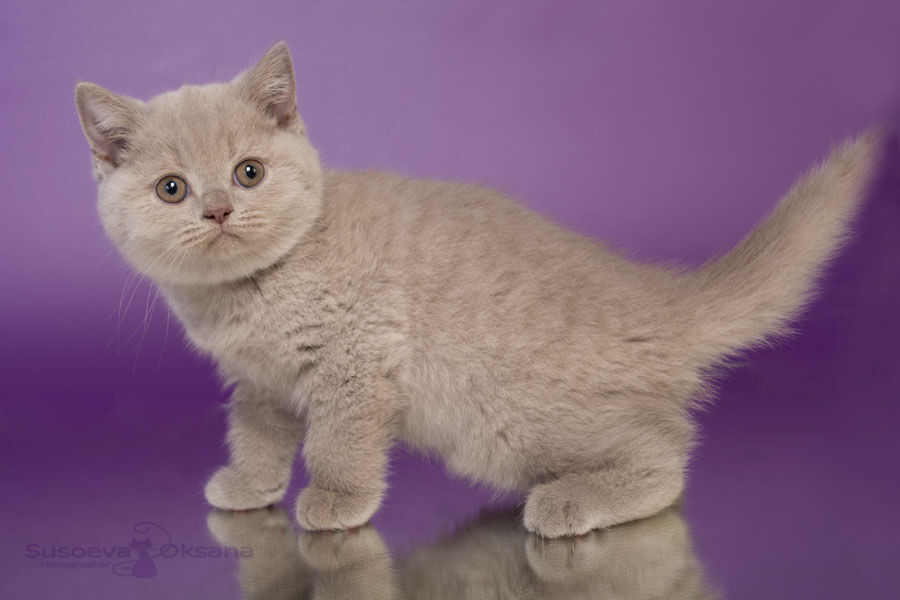 Фото лилового британца котёнка по имени Тайсон