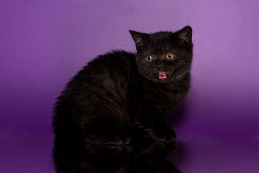 Фото британского чёрного котёнка по имени Таира