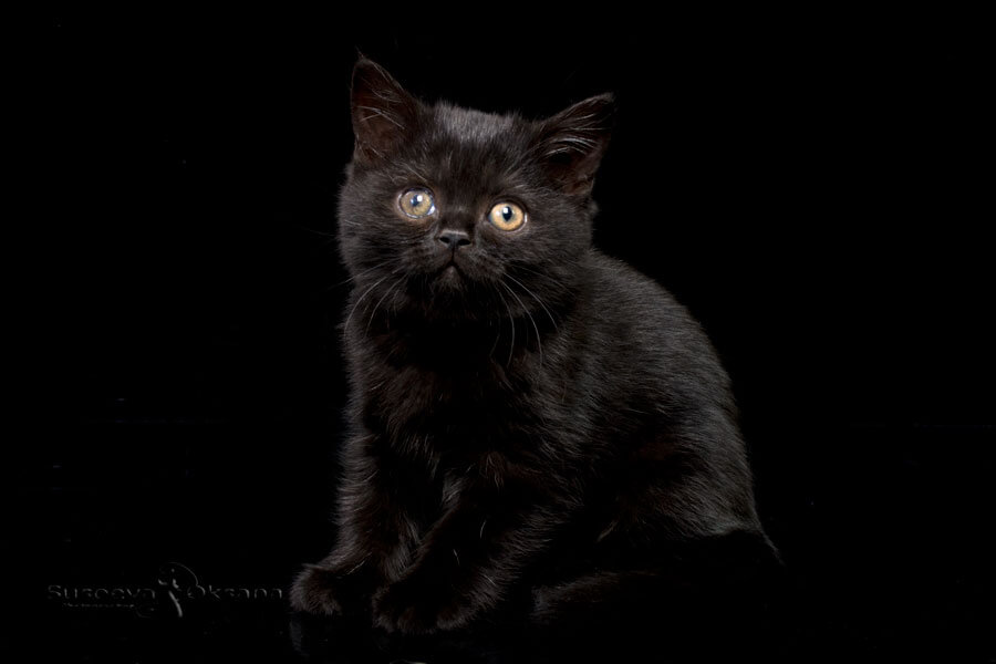 Фото британского чёрного котёнка по имени Тринити