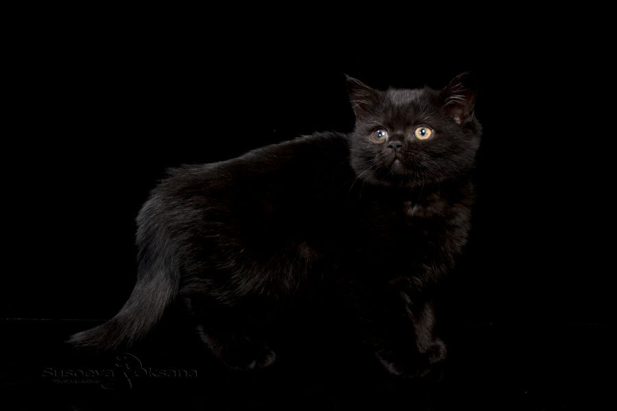 Фото чёрного британца котёнка по имени Тринити 