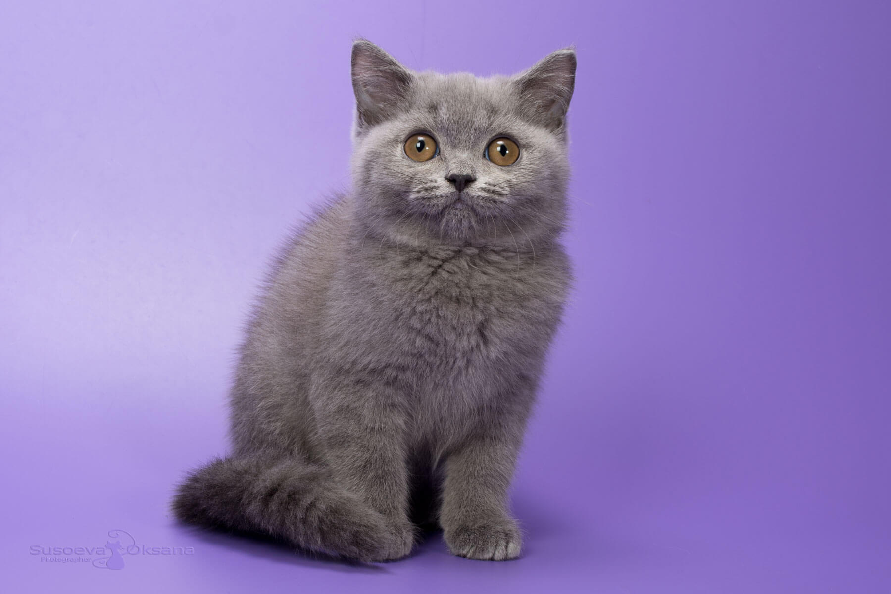 Британский голубой котёнок кот, фото, цена, купить в Минске голубого британского котёнка-кота Ian