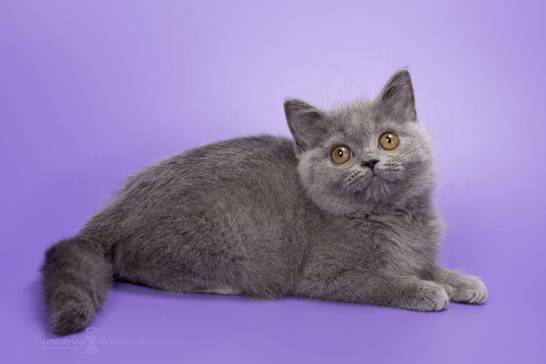 Британская голубая кошка, фото, цена, купить в Минске голубую британскую кошку Ida