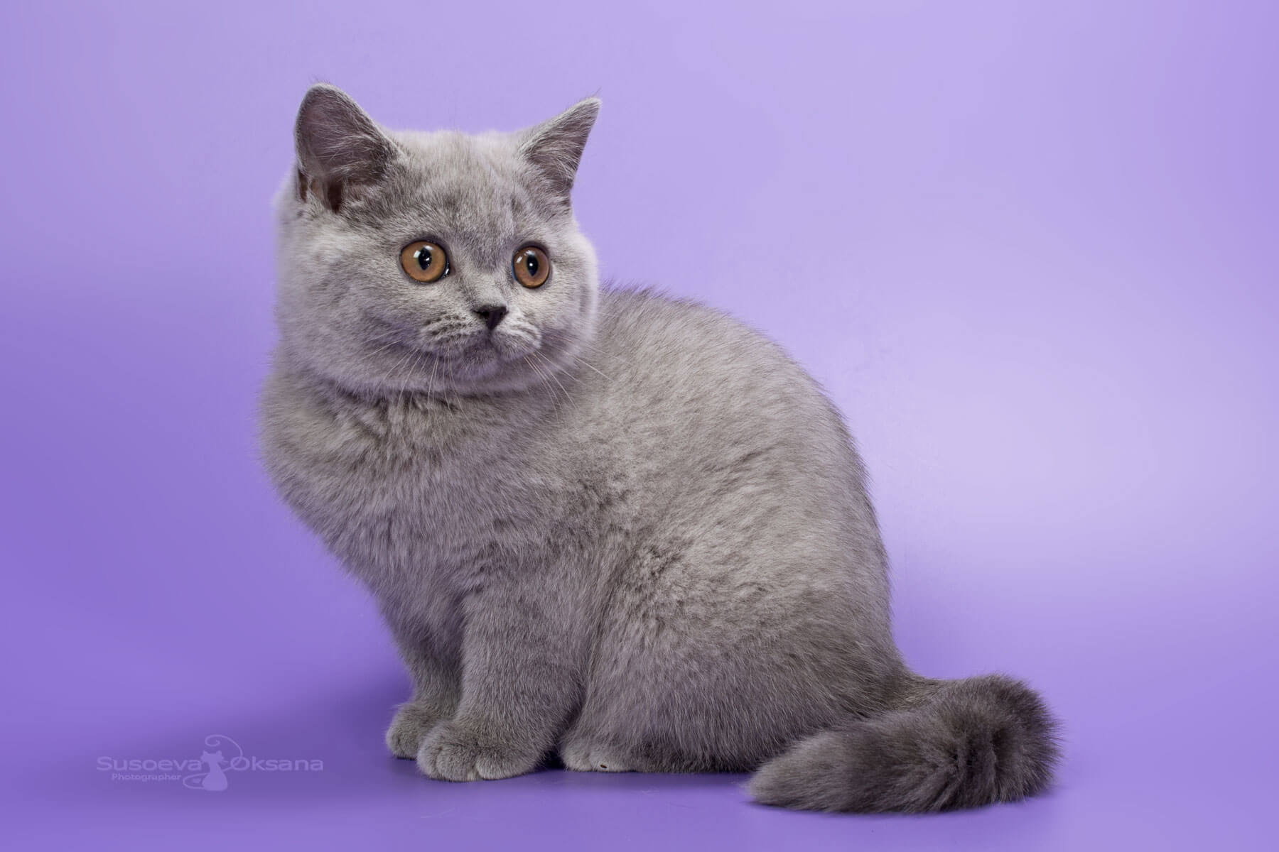 Британская голубая кошка, фото, цена, купить в Минске голубого британского котёнка-кошку Iris