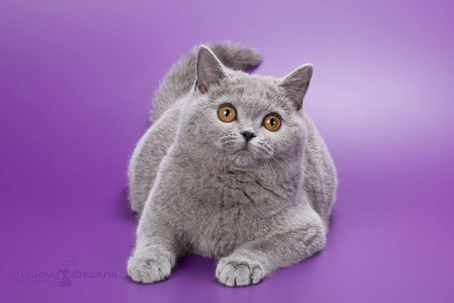Британская голубая кошка, фото, цена, купить в Минске голубого британского котёнка-кошку Iris