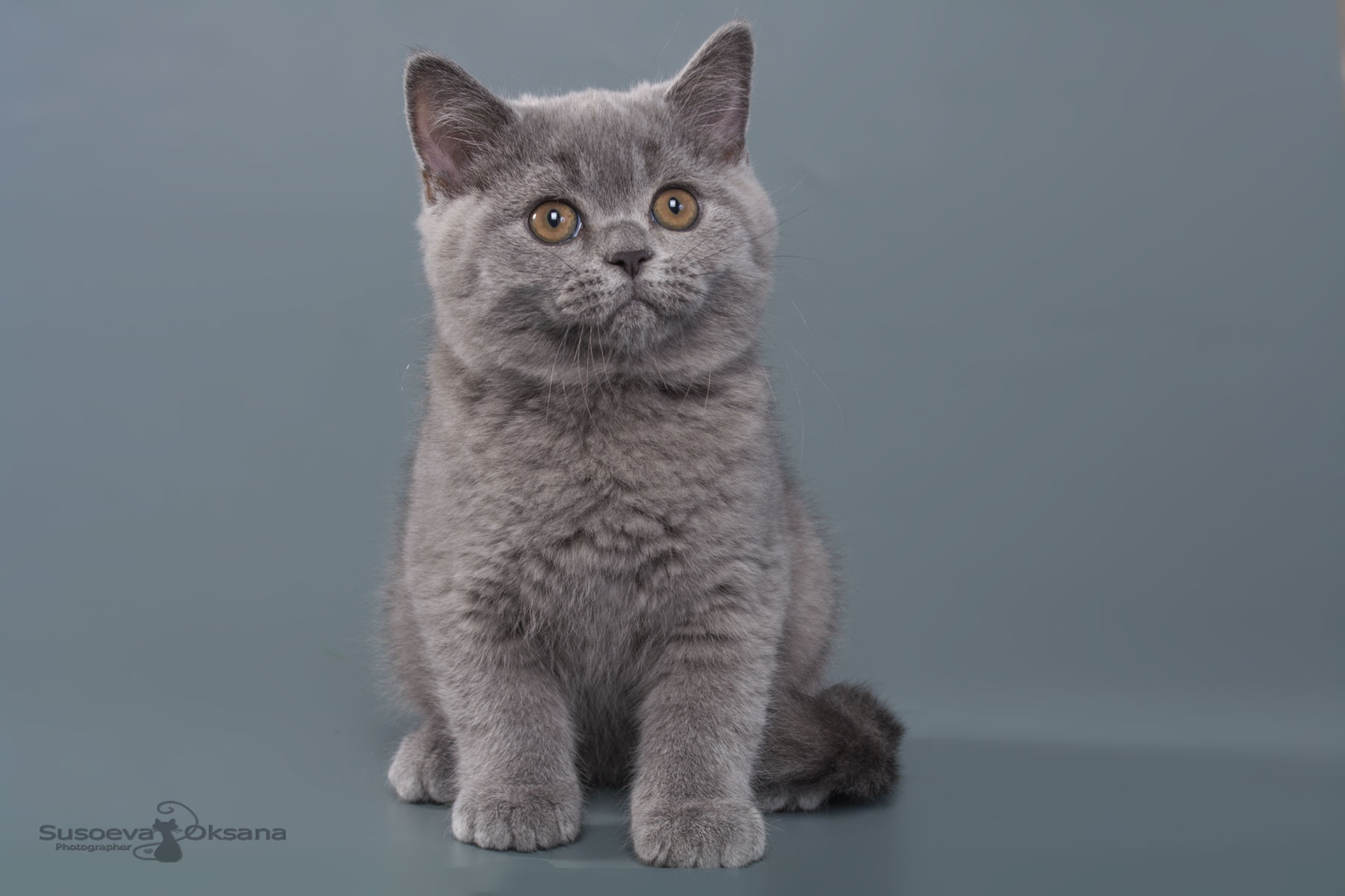 Британский ктёнок голубого окраса Наум, фото , цена, купить голубого британского котёнка в Минске
