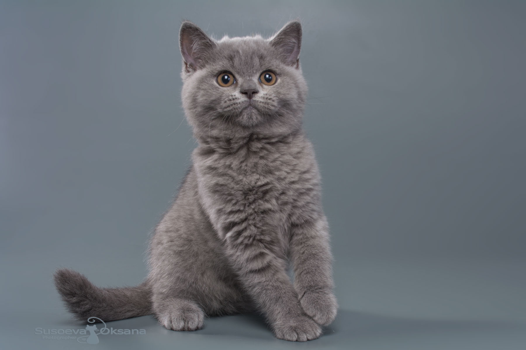 Купить британского голубого котёнка по имени Норд