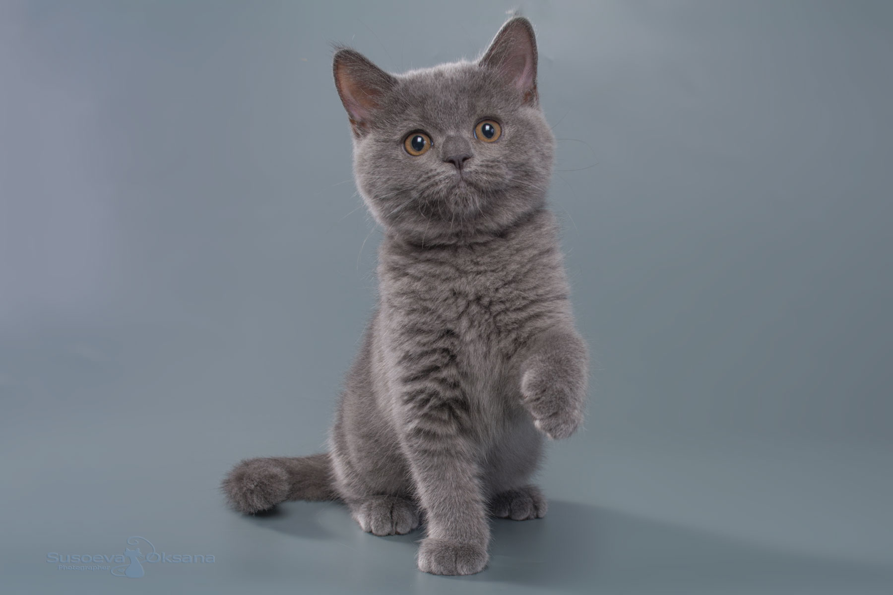 Британская голубая кошка Нора , фото , цена, купить в Минске голубую британскую кошку