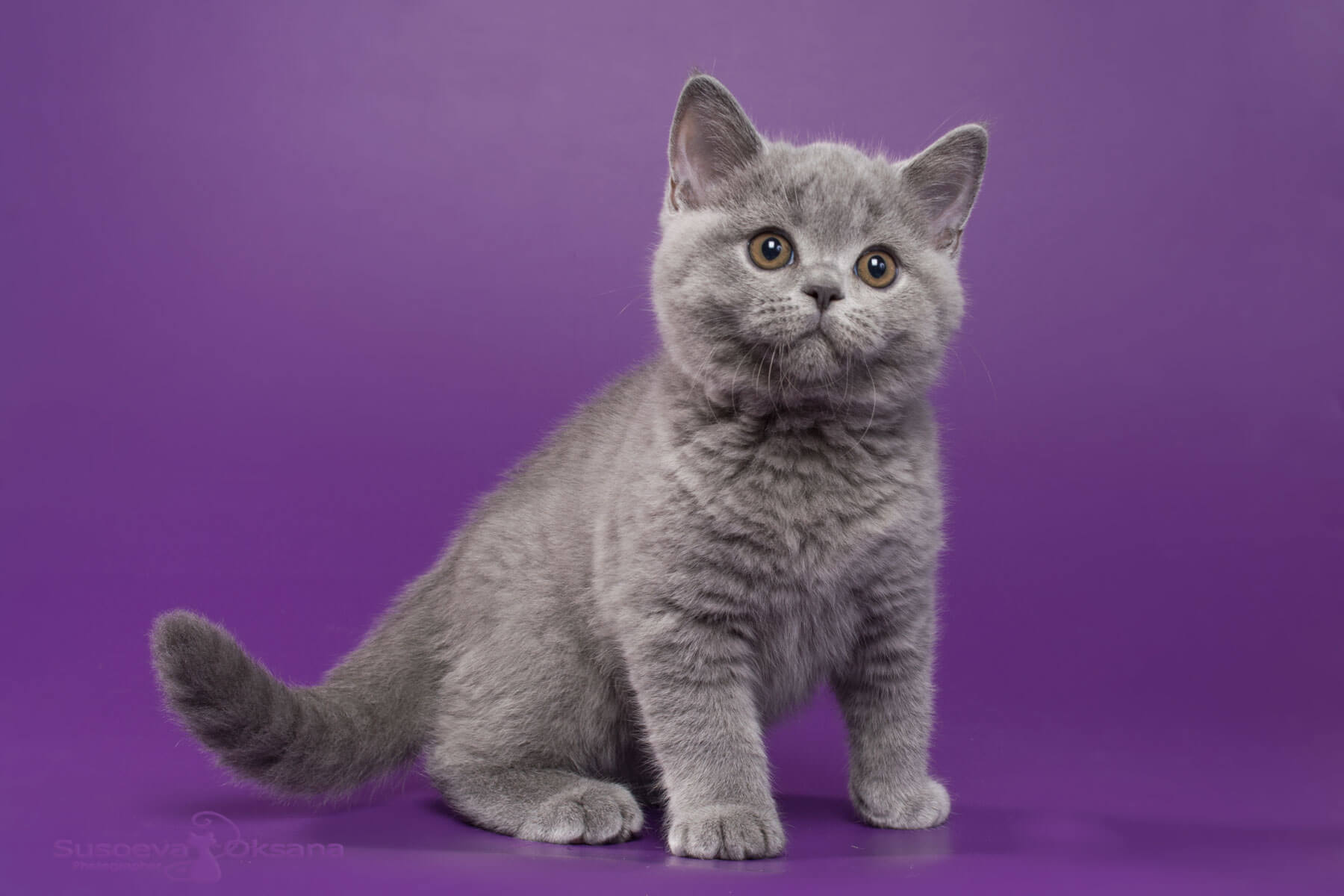 Купить голубого британского котёнка по имени Наруто
