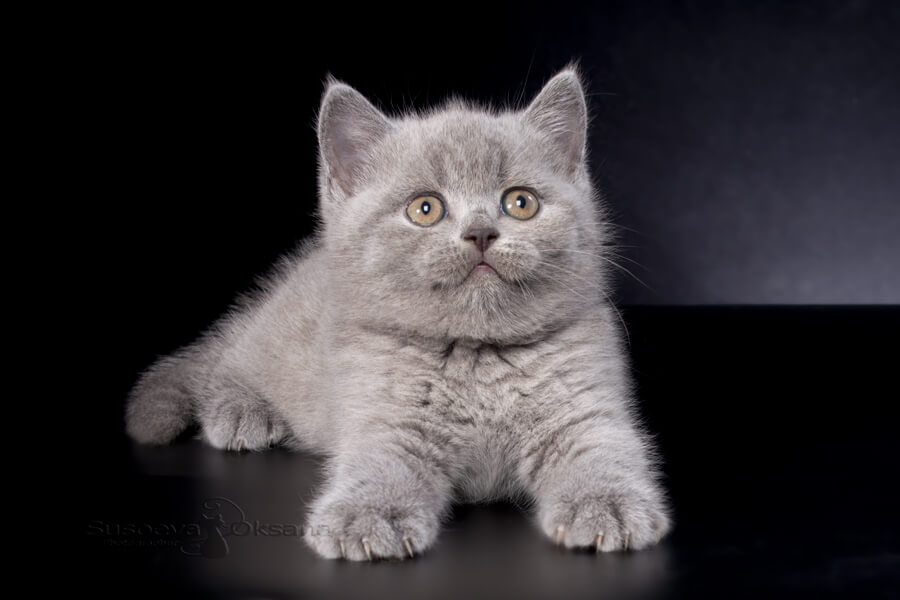 Британский голубой котёнок - кот, фото