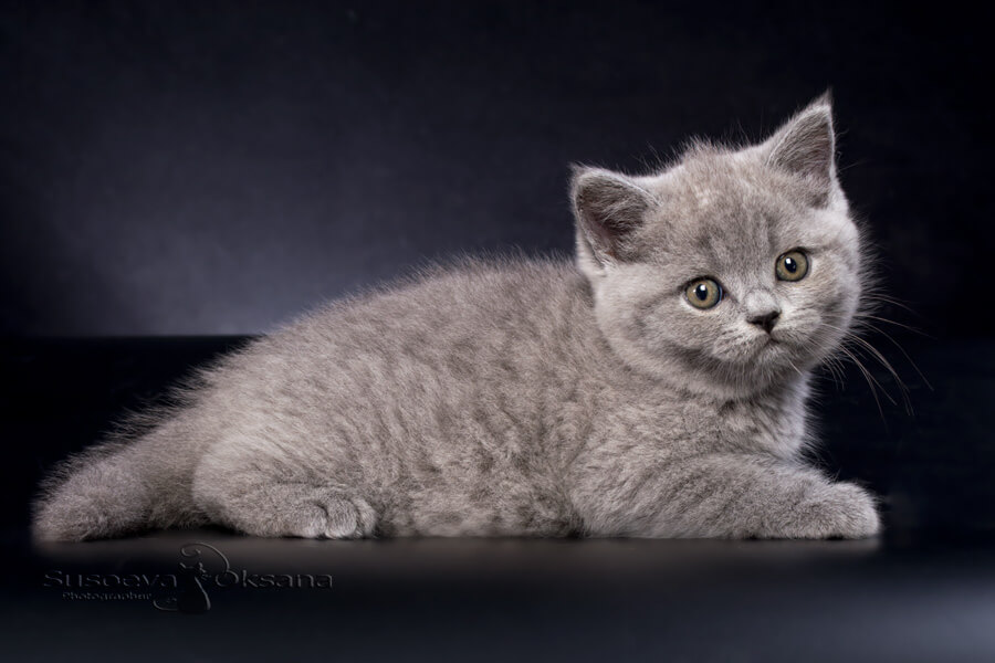 Фото голубого британского котёнка кошки по имени Бланка