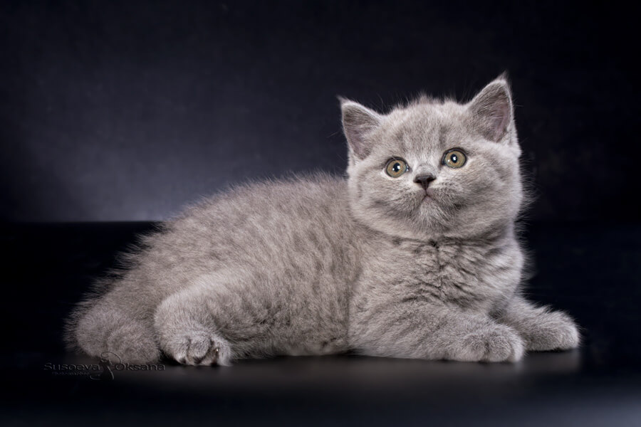 Британская голубая кошка котёнок  Бланка