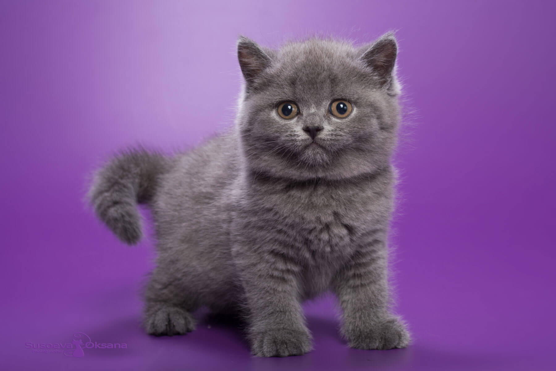 Фото голубой британской кошки по имени Дуня