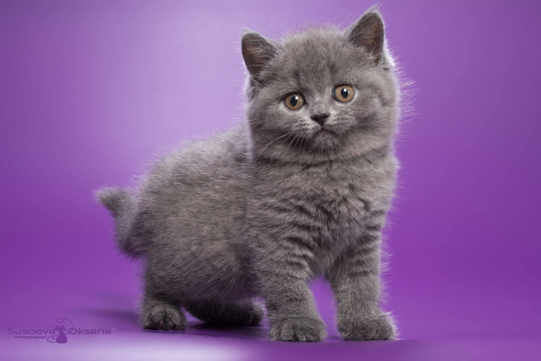 Голубой британский котёнок кошка Дуня