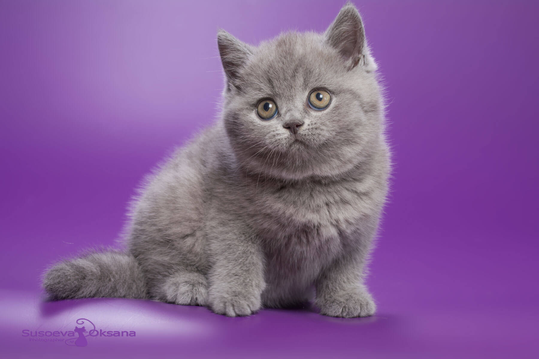 Голубой британский котёнок кошка Дуда