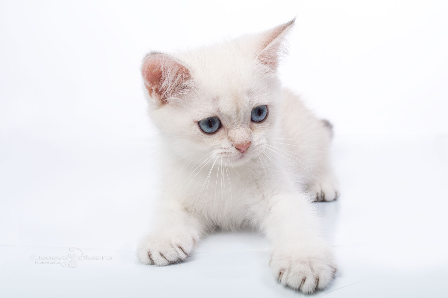 Фото британского котёнка окраса шиншилла голубой пойнт по имени Энджи