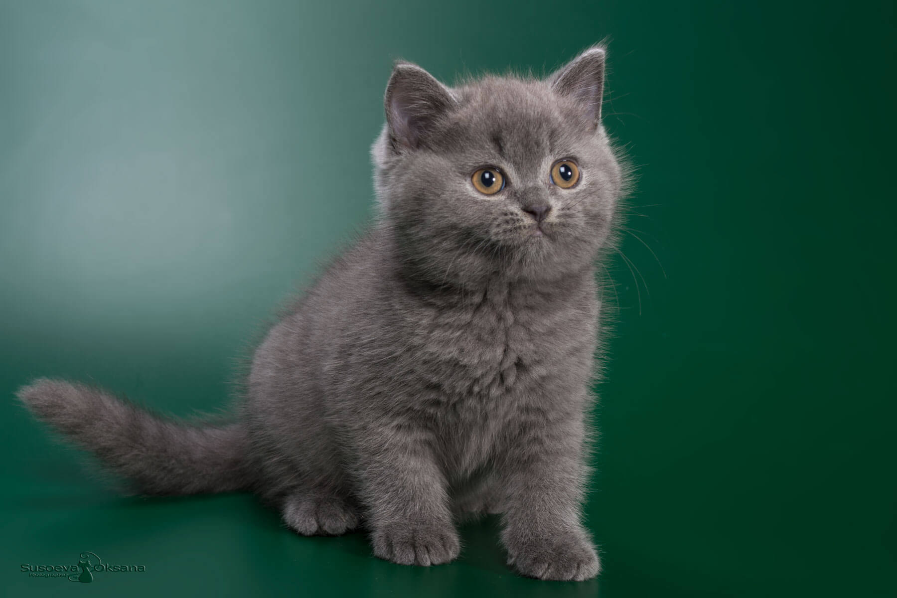 Фото британского котёнка голубого окраса по имени Фокс
