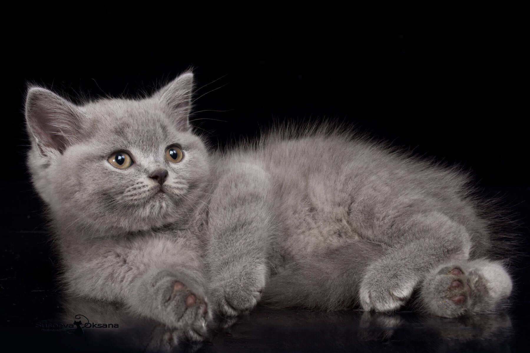 Голубой британский котёнок Френсис, фото