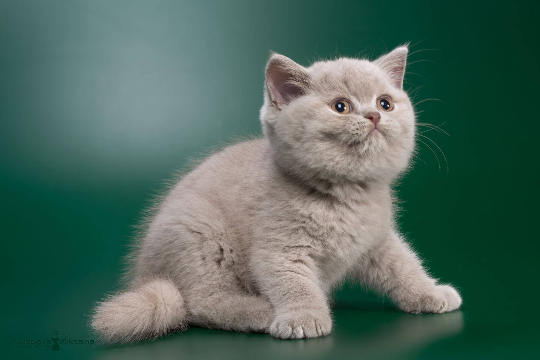 Фото лилового британского котёнка Фуджика