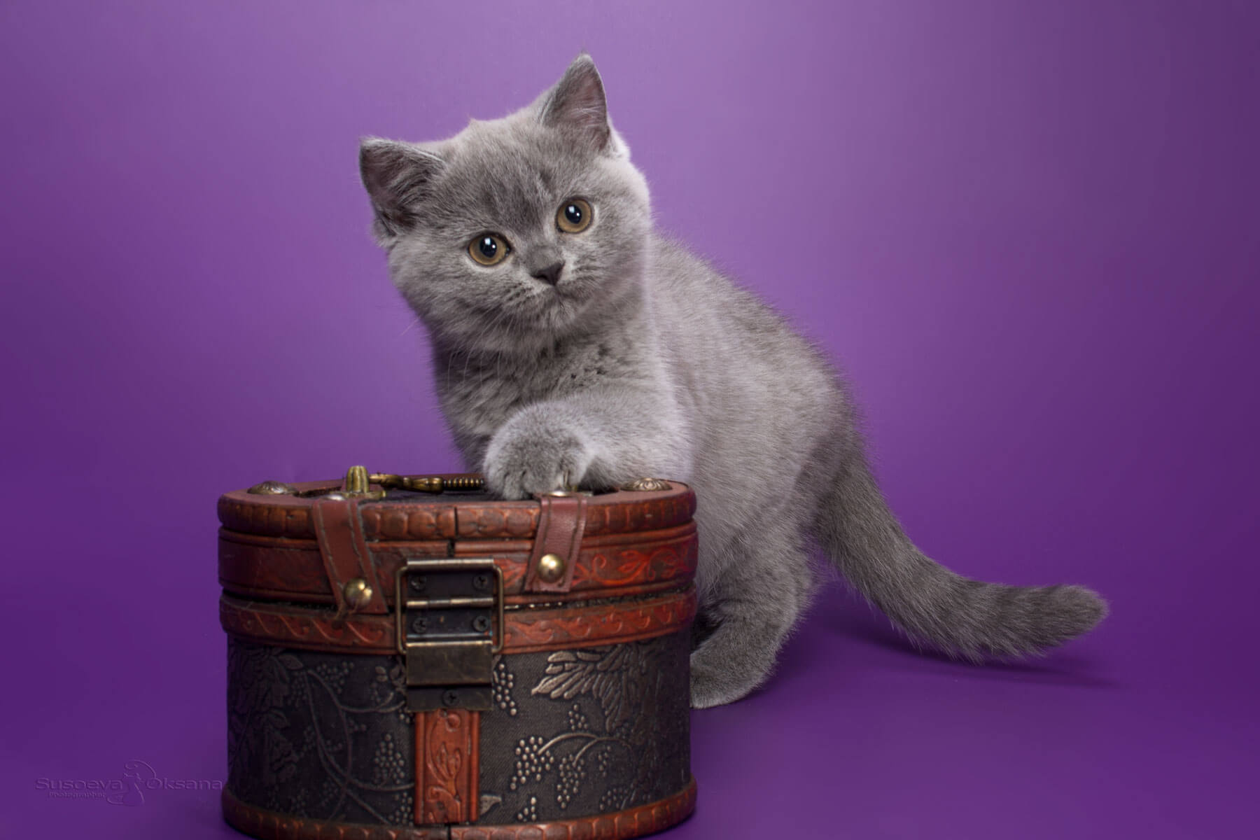 Фото голубого британского котёнка кошки Фелисити