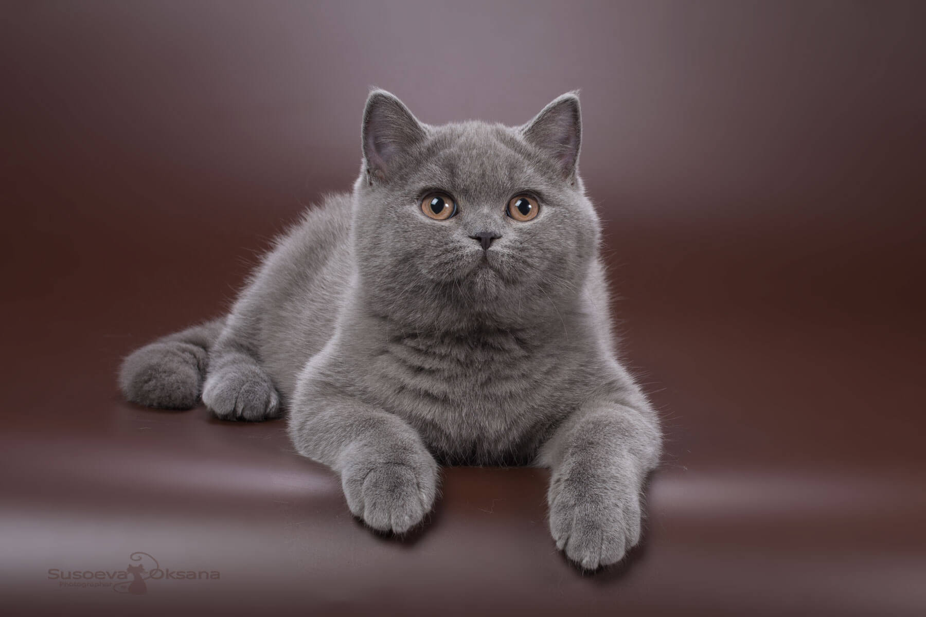 Британский голубой котёнок - кошка Флосси, фото