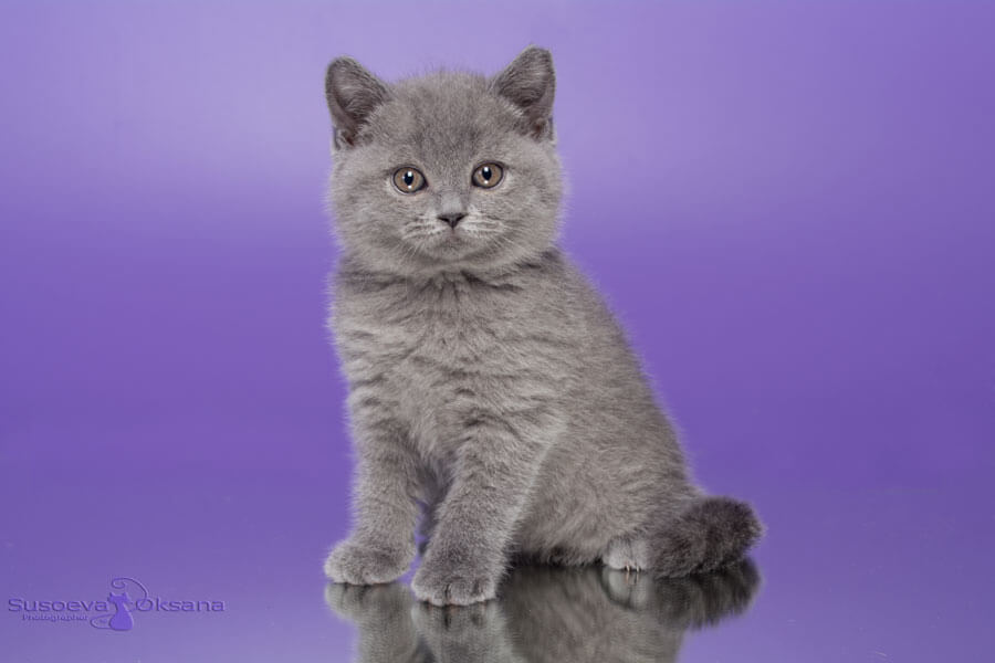 Фото британского голубого котёнка-кошки по имени Глория