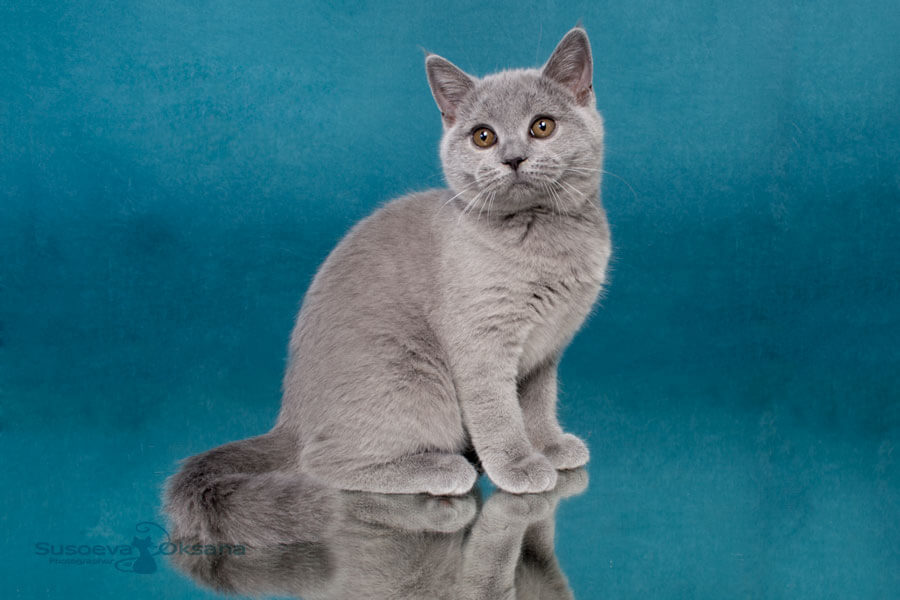 Фото британского голубого котёнка-кошки по имени Грейс