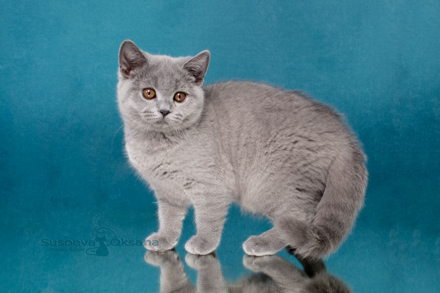Фото голубой британки котёнка по имени Глория