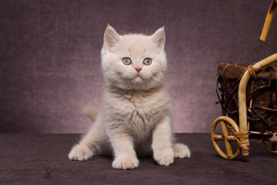 Фото кремового котёнка-британца Гловера