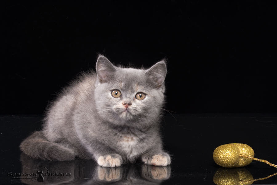 Фото голубо-кремовой черепаховой кошки-котёнка